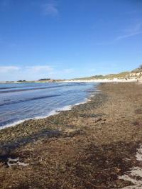 Les algues vertes en dcomposition sur la plage de Trompan Ploudalmzeau