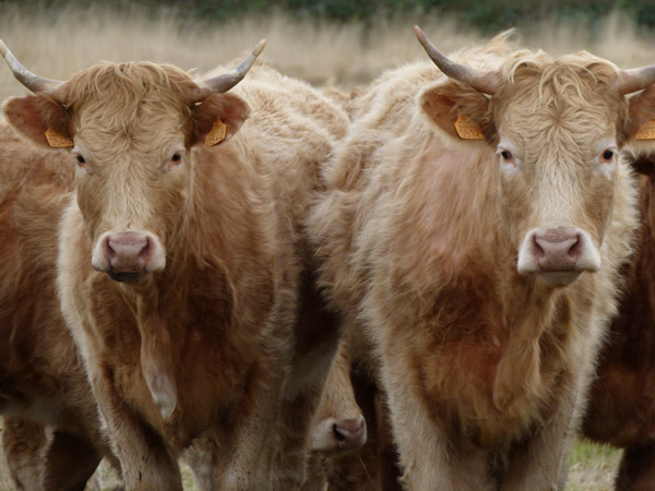 Les Landes Celtes : Ici les vaches ont des cornes