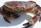 Plouarzel: La traditionnelle fte du crabe aura lieu le dimanche 7 aot