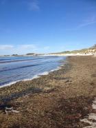 Portsallet Landunvez : Les algues vertes prolifrent sur les plages et dans le port